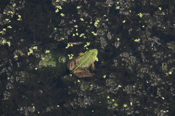 Frosch