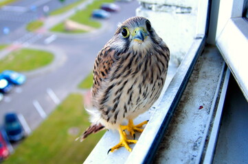 Single bird on the ledge outside the window of a multi-storey building in city. Falcon looking at camera. - 367167379
