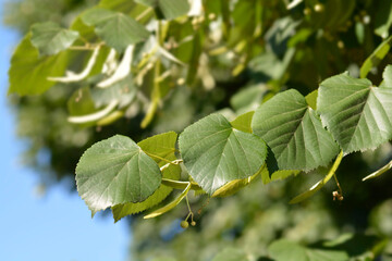 Broad-leaved lime
