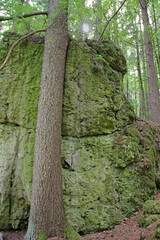 Felsen und Baum