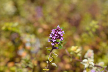 Foxley Thyme