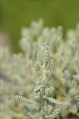 Cypress lavender cotton