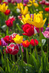 Fototapeta premium Close up of colorful tulip fields near Woodburn, Oregon.
