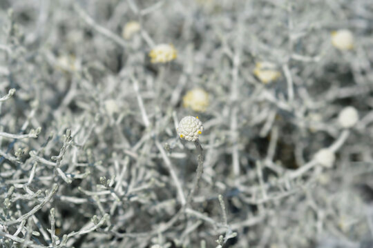 Silver cushion bush
