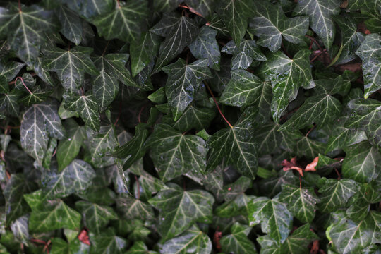 Fresh Green Wet Ivy Leaves