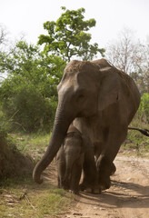 Fototapeta na wymiar Asiatic elephant with her calf, Jim Corbett Wildlife National park