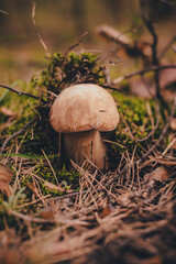 White mishroom in moss