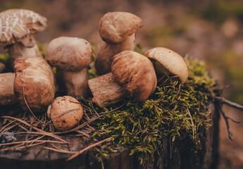 white mushrooms in moss