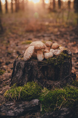 porcini mushrooms on a tree stump