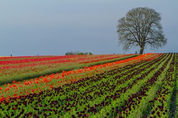Tulip fields and a lone oak tree located near Woodburn, Oregon
