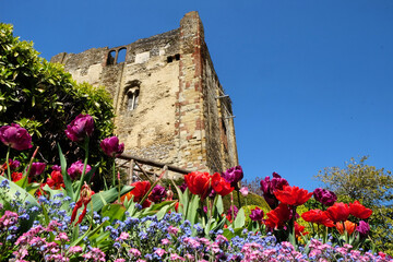 Colourful spring tulips around Guildford Castle, Surrey, on a sunny day