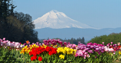 Fototapeta na wymiar Mt Hood and Colorful tulip fields near Woodburn, Oregon.