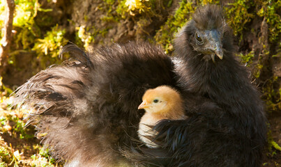 A black silkie hen adopted an Americana chick