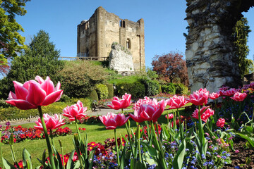 Colourful spring tulips around Guildford Castle, Surrey, on a sunny day