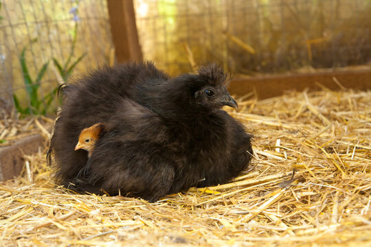 A black silkie hen adopted an Americana chick - Powered by Adobe