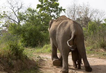 Obraz premium Asiatic elephant gurading her calf while walking at Jim Corbett Wildlife National park