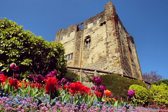 Colourful spring tulips around Guildford Castle, Surrey, on a sunny day