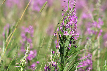Blooming Sally on a large field in the wild nature