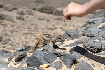 Hand feeding of the Barbary ground squirrel (Atlantoxerus getulus). Fuerteventura. Canary Islands. Spain.