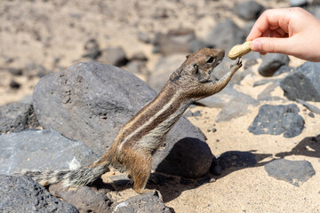 Hand feeding of the Barbary ground squirrel (Atlantoxerus getulus). Fuerteventura. Canary Islands. Spain.