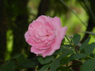 pink rose in garden