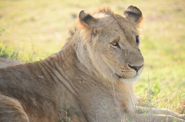 Fototapeta na wymiar Lioness on the grass