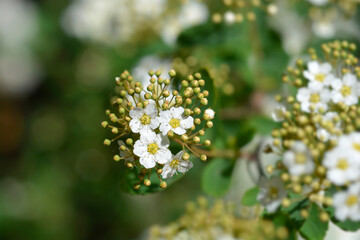 Van Houttes spiraea