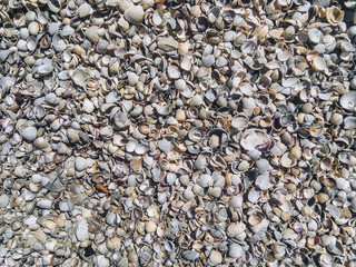 The background consists of many small seashells. Top view, natural texture.