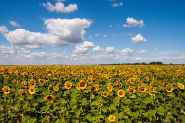 
yellow sunflowers green leaves in the field and blue sky with clouds