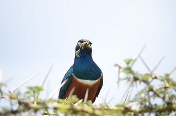 Bright Blue Bird with Worm