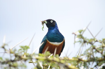 Bright Blue Bird with Worm