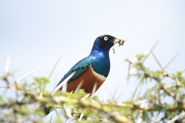 Bright Blue Bird with Worm