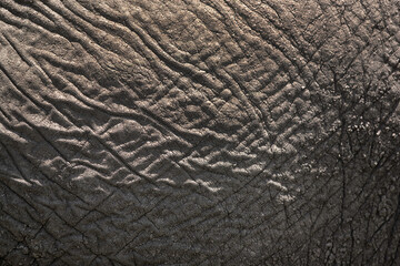 Skin texture of an African elephant, Masai Mara