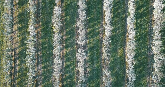 Campos a&eacute;reos y florecientes con manzanos . Drone 4k