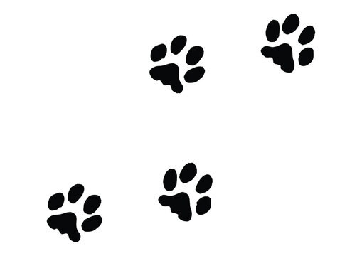 Cat paw prints track black and white vector