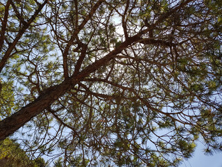 Albero