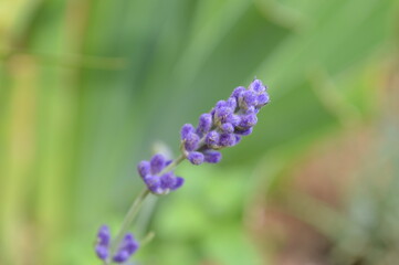 Lavandula purple plant flower lavender in my garden decoration