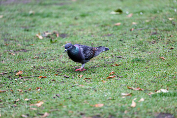 Pigeon walking on the grass in  park