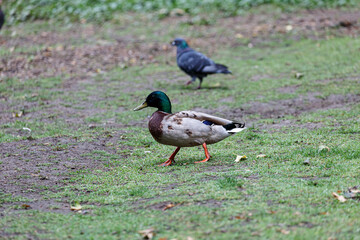 Duck walking on the grass in  park