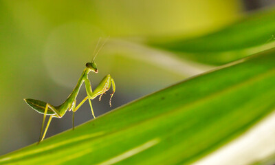 praying mantis on green leaf