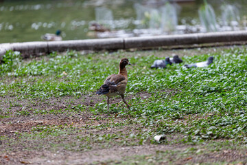 Young egyptian goose walking on the grass in  park