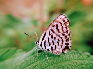 butterfly on leaf