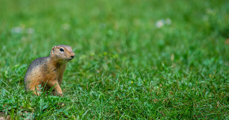Naklejka na ściany i meble Cute little marmot on the grass. Gopher portrait on a green meadow. Stretched panorama for banner