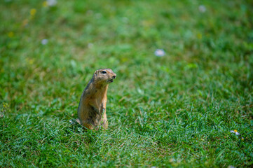 Naklejka na ściany i meble A cute little marmot standing on his two limbs at a park with green grass. This picture was taken in the wild in the Altai Mountains.