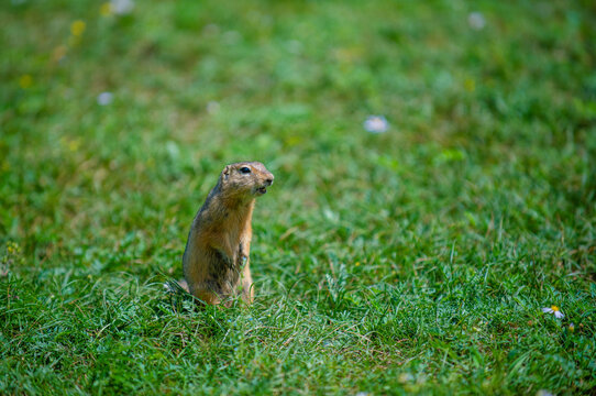 A cute little marmot standing on his two limbs at a park with green grass. This picture was taken in the wild in the Altai Mountains.