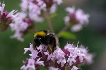 Hummel Nahaufnahme an Blume