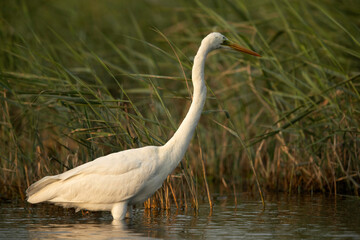 Closeup of Great Egret fishing, Bahrain