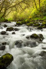 Fototapeta premium Rushing water cascading over and around rocks on the Little Nestucca River near Pacific City, Oregon.
