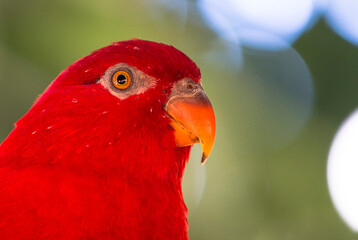 close up of a red parrot