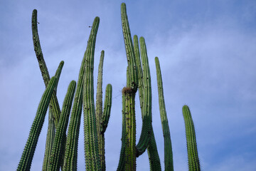 Cactus de zona de Tierra Caliente en Michoacan